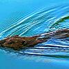 Biber sind wieder öfter am Hochrhein anzutreffen. Dieser schwimmende Nager wurde am Rheinuferpfad zwischen Bad Säckingen und Murg ...