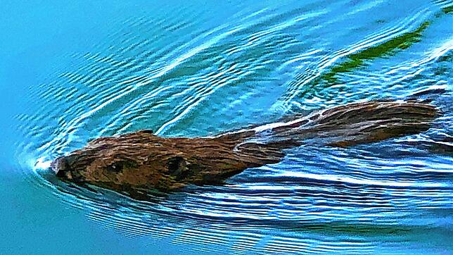 Biber sind wieder öfter am Hochrhein anzutreffen. Dieser schwimmende Nager wurde am Rheinuferpfad zwischen Bad Säckingen und Murg ...