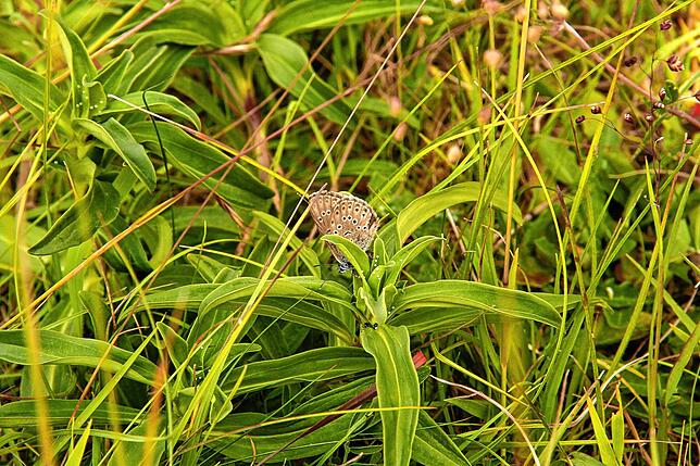 Der Kreuzenzian-Ameisenbläuling (Maculinea rebeli) steht auf der Roten Liste Baden-Württemberg: Der Fortbestand dieser Art gilt als ...