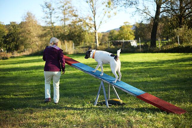 Bild 5: Gemeinsam in der Hundeschule: So üben Mensch und Tier zusammen auf dem Hindernisparcours
