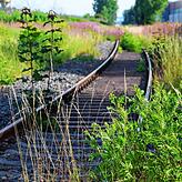 Entlang der Route stößt man auch auf die Gleise der ehemaligen Bahntrasse nach Schwackenreute.