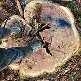 Das Holz vieler Stämme von Bäumen, die gefällt wurden, waren aufgrund von Pilzbefall morsch.
