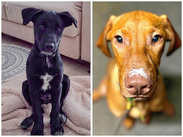 Hiro und Arak – zwei neue DLRG-Mitglieder in Ausbildung erobern nicht nur die Herzen in der Hundestaffel.