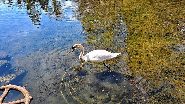 Bild 8: Donaueschingen: So schön ist der Frühling im Schlosspark