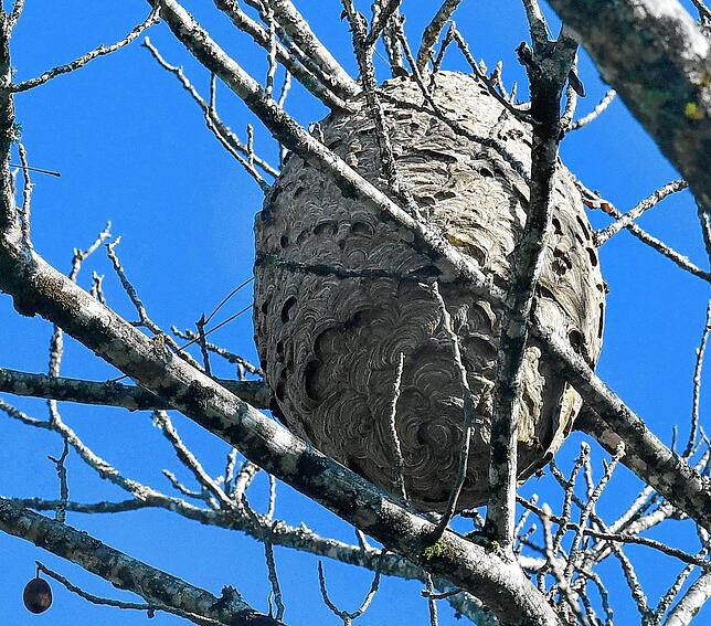 Wie einen riesigen Ballon haben die Asiatischen Hornissen ihr kunstvolles Nest im Geäst eines Schwarznussbaums verankert.