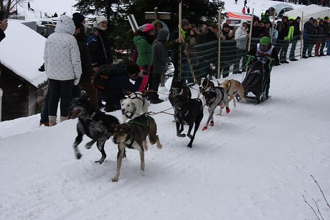 Bild 2: Das Internationale Schlittenhunderennen in Todtmoos 2019 in Bildern