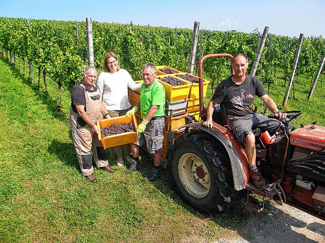 Die Reichenauer Rebenaufbau- und Weinbau-Genossenschaft kann gut ausgereifte Trauben lesen und im Winzerkeller anliefern. Die Winzer ...