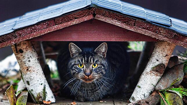 Diese Katze wartet an der Quelle auf ihre Beute: Katzen stellen für die heimische Vogelpopulation eine große Bedrohung dar. Zwar ist ...