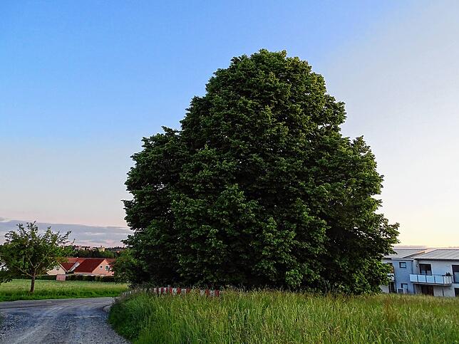 An der kleinen Straße von der Spitalmühle zum Schweizersbild stand genau an der Stelle, wo heute die prächtige Linde zum Verweilen ...