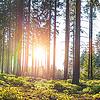 Der Schonacher Forst soll zu einem zukunftsfähigen Mischwald werden.