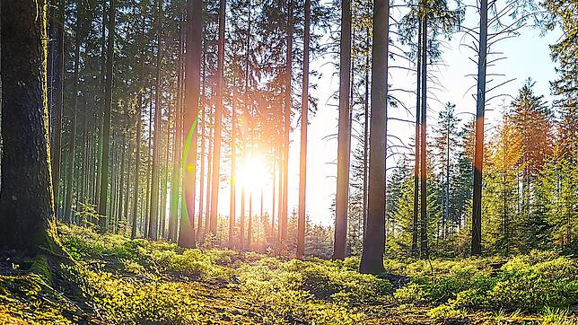 Der Schonacher Forst soll zu einem zukunftsfähigen Mischwald werden.