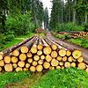 Sturm- und Käferholz sorgten in den Forstwirtschaftsjahren 2020/21 für Überfluss an Holz im Gemeindewald Grafenhausen.