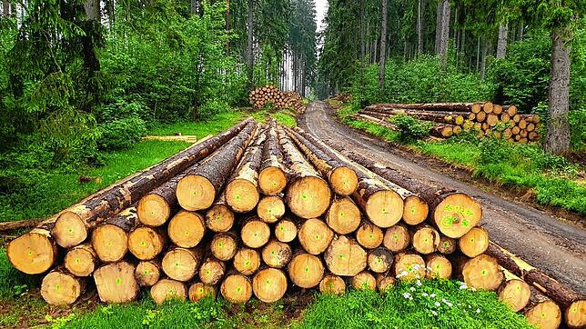 Sturm- und Käferholz sorgten in den Forstwirtschaftsjahren 2020/21 für Überfluss an Holz im Gemeindewald Grafenhausen.