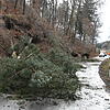 Entwurzelte Bäume liegen nach einem Sturm in der Nacht auf der Kreisstraße 6100, die Bodman mit Radolfzell-Liggeringen verbindet. Die ...