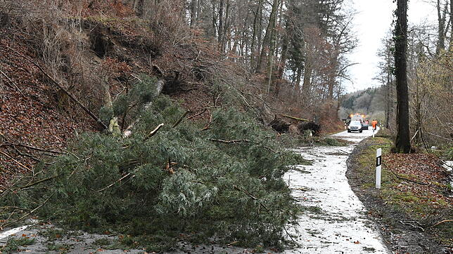 Entwurzelte Bäume liegen nach einem Sturm in der Nacht auf der Kreisstraße 6100, die Bodman mit Radolfzell-Liggeringen verbindet. Die ...