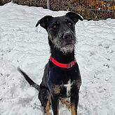 Hund Rocky