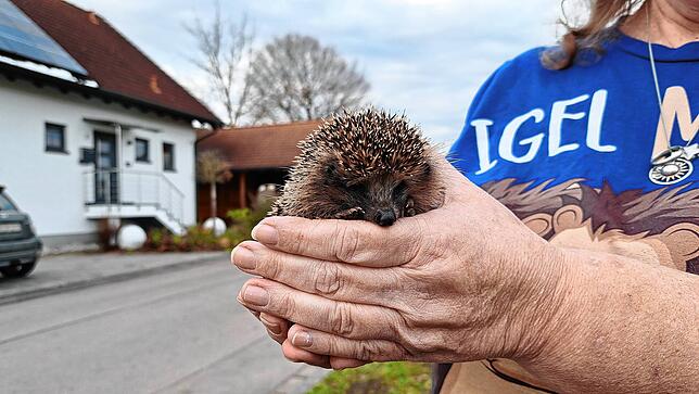 Da es keine speziellen Medikamente für Igel gibt, greift Helga Weißkopf auf Medikamente für andere Tiere zurück. Finanziert wurden diese ...