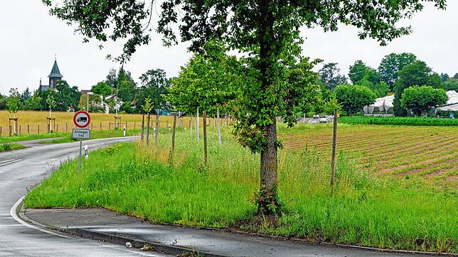 Bis zum &bdquo;Postbühl&ldquo; soll das geplant Gewerbegebiet bei Andelshofen nach einem Flächentausch reichen. Hier könnte auch eine ...