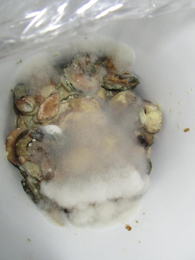 Aus dem Archiv des Veterinäramtes: Dieses Muschelfleisch, das die Lebensmittelkontrolleure bei ihrer Arbeit entdeckten, ist von einem ...