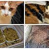 Der Veterinärdienst hat bei Tierhaltern im Bezirk Zofingen (Kanton Aargau) grausame Zustände vorgefunden. Elf Kaninchen lagen tot im ...
