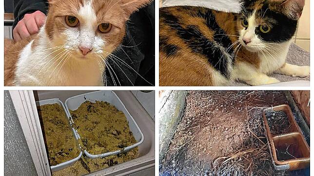 Der Veterinärdienst hat bei Tierhaltern im Bezirk Zofingen (Kanton Aargau) grausame Zustände vorgefunden. Elf Kaninchen lagen tot im ...