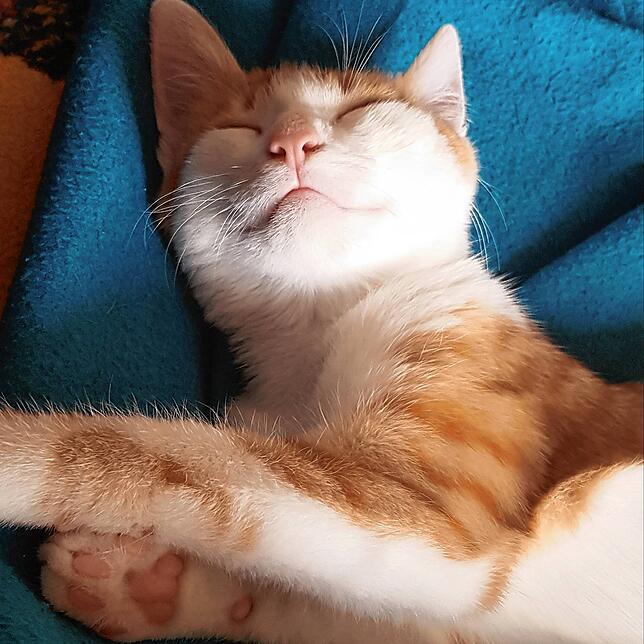 Mittlerweile hat er sogar einen eigenen Instagram-Account: Muckel.the.red.cat