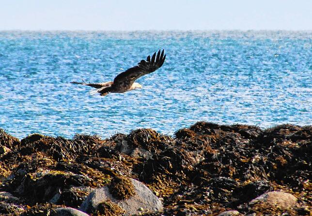 Ein Weißkopfseeadler bei Skarstein auf Andøya.