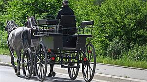Ihre Route führte die Tiere am Sonntag unter anderem über den viel besuchten Markplatz, ehe es in einer Seitengasse zu dem Zusammenstoß ...