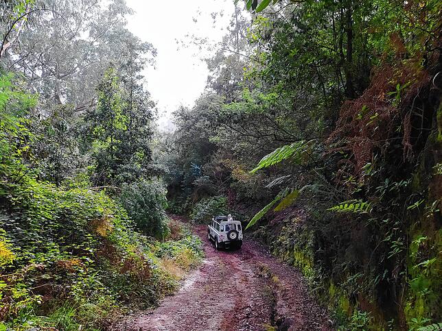 Mit einem Geländewagen geht es quer durch die Wälder Madeiras. Früher waren solche Straßen die einzigen Verbindungen zu den kleinen ...