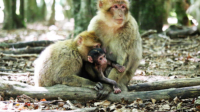 Hier ist das erste Baby, das dieses Jahr auf dem Affenberg geboren wurde, zu sehen. Es kam am 25. Mai auf die Welt. Das Trio schaut auf ...