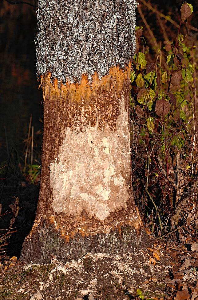Bild 5: Ein Biber mitten im Stadtgebiet: Das steckt hinter diesen Nagespuren an einem Baum