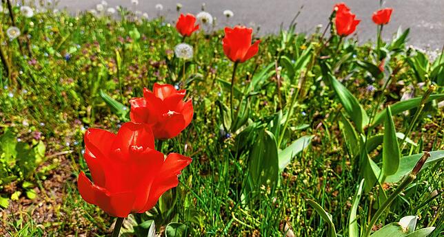 Diese Tulpen sind vom vielen Regen der vergangenen Wochen gezeichnet und freuen sich deshalb über ein paar Sonnenstrahlen.