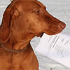 Hundebesitzer wie der von Hundedame Mia müssen in der Gemeinde Görwihl 200 Euro Hundesteuer bezahlen.