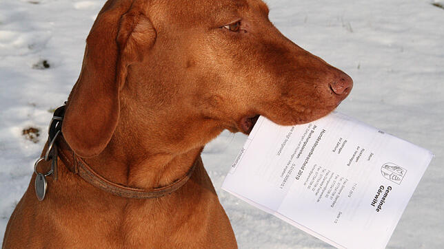 Hundebesitzer wie der von Hundedame Mia müssen in der Gemeinde Görwihl 200 Euro Hundesteuer bezahlen.