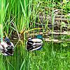 In Naturschutzgebieten finden Wasservögel Schutz und Ruhe.