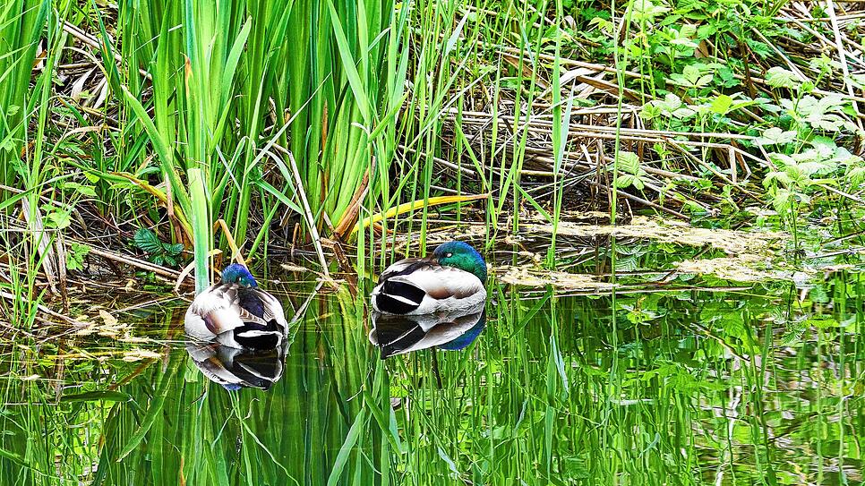 In Naturschutzgebieten finden Wasservögel Schutz und Ruhe.