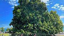 Der Zaun um die alte Buche dient laut Stadtverwaltung dem Schutz der Kulturufergäste, aber auch der Schonung des Baumes. Bild: Stadt ...