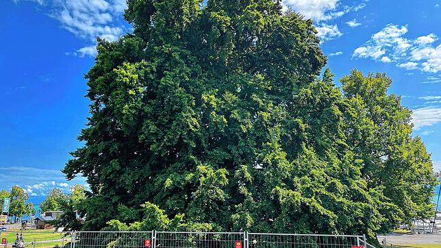 Der Zaun um die alte Buche dient laut Stadtverwaltung dem Schutz der Kulturufergäste, aber auch der Schonung des Baumes. Bild: Stadt ...