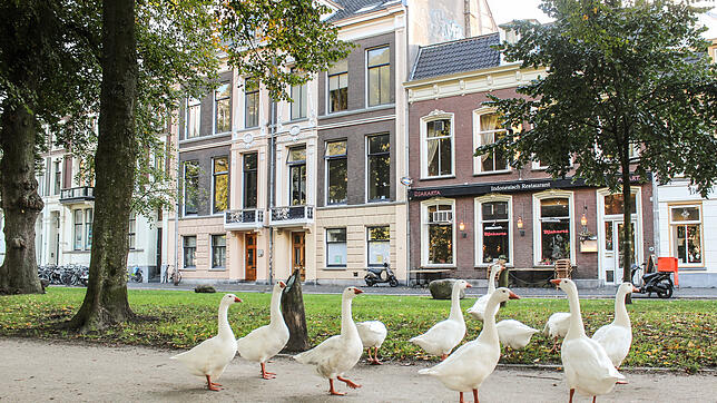 Utrecht wirkt wie eine entschleunigte Version Amsterdams und in weiten Teilen regelrecht dörflich – manchmal watscheln sogar Gänse vorbei.