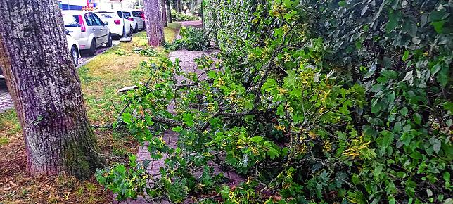 In der Waldstraße sind große Äste auf den Gehweg gekracht. Bild: Gerhard Hauser