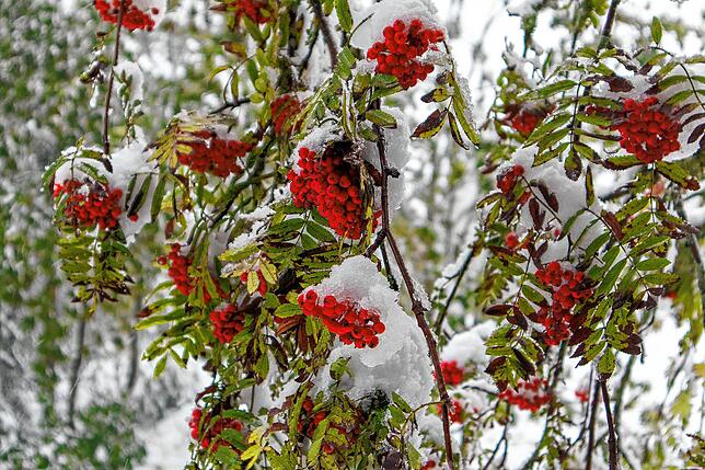 Bild 8: Bilder vom ersten Schnee auf dem Feldberg &ndash; neue Woche wird wechselhaft