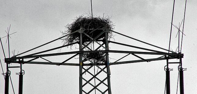 Links und rechts sind die Vogelabwehrspitzen zu sehen.