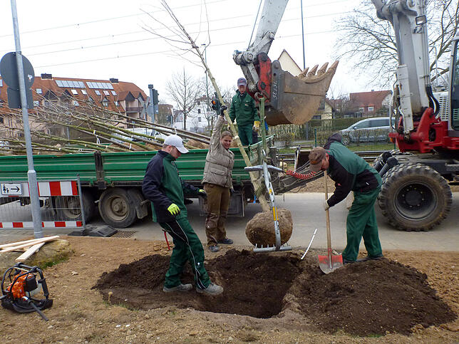 Werden wie hier in Würzburg neue klimawandel-resistente Straßenbäume gepflanzt, brauchen sie Platz und lockere Erde. Bild: LWG