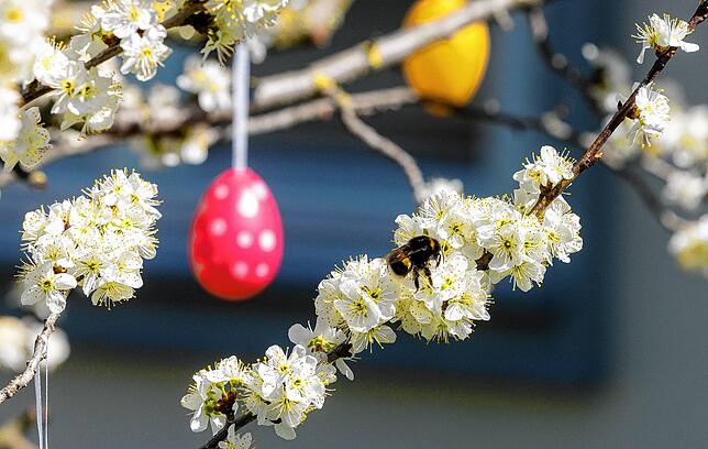 Eine Hummel sitzt auf einem blühenden Baum, der mit Ostereiern geschmückt ist. Die Temperaturen werden wieder frühlingshafter.