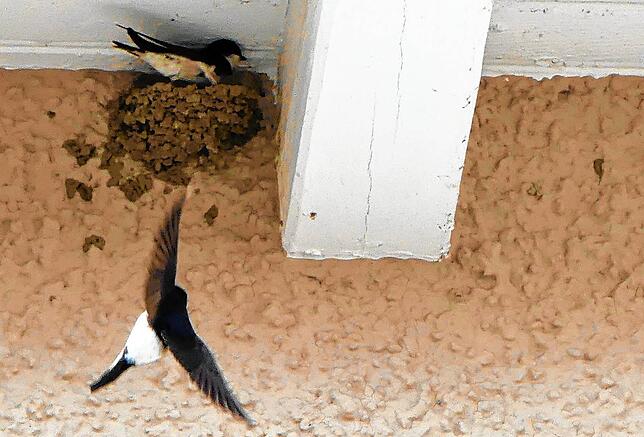 Ein Mehlschwalbenpaar baut sich ein Nest.