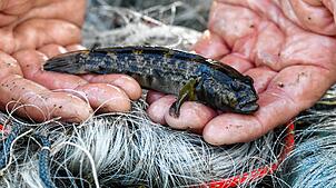 Ein Fischer zeigt eine Grundel (Symbolbild). Ursprünglich ist sie im Schwarzem und Asowschem Meer beheimatet. Die Fische breiten sich ...