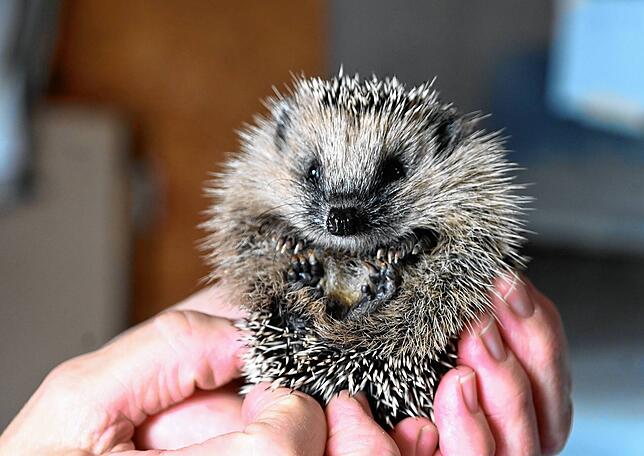 Einer der ganz kleinen geretteten Igel in der Igelhilfe Igeltingen.