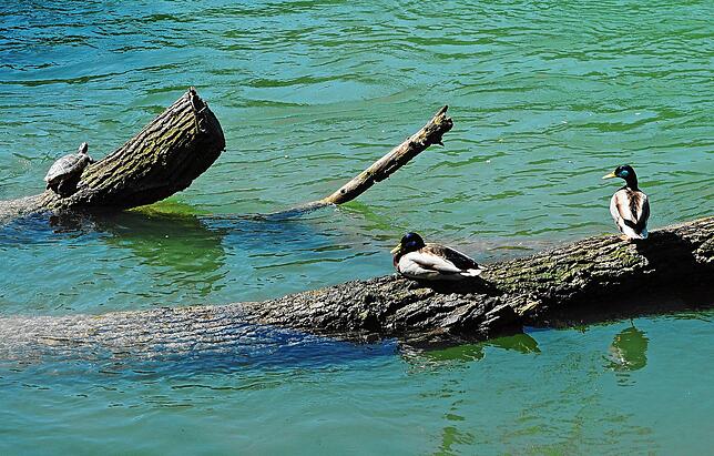 Dies ist ein Symbolbild, schicken Sie uns gerne Bilder der Schildkröte am Bergsee, wenn Sie welche haben: an ...