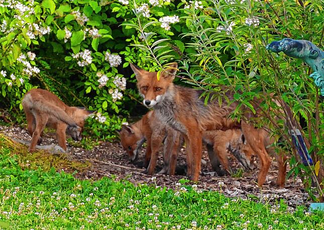Ein Bild Ende Mai: Aus den tapsigen Welpen mit noch dunklem Fell, die Anfang Mai erstmals zum Familienausflug in den Garten kamen, sind ...