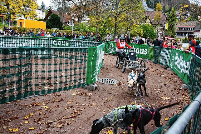 Bild 7: Bilder vom Schlittenhundewagenrennen in Todtmoos